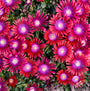 Kaledioscope Razzle Dazzle Ice Plant has bright pink flowers with purple centers.