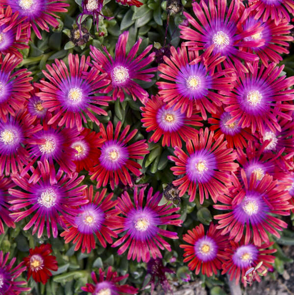 Kaledioscope Razzle Dazzle Ice Plant has bright pink flowers with purple centers.