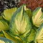 Close up of the tri-color foliage of 'My Fair Lady' Hosta