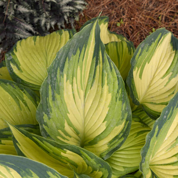 Close up of the tri-color foliage of 'My Fair Lady' Hosta