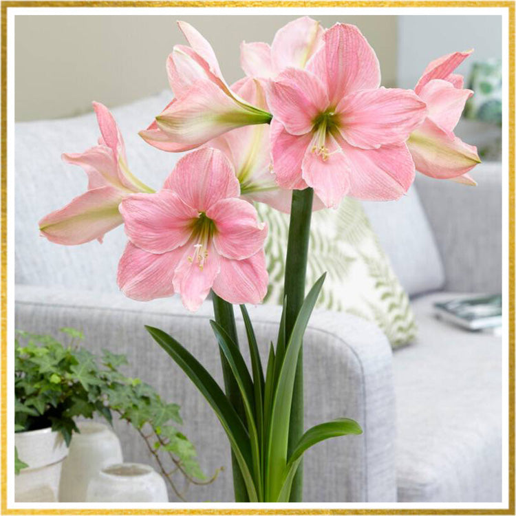 Pink Amaryllis flowers