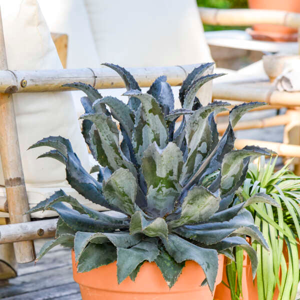 Silvery blue mangave foliage in a clay pot