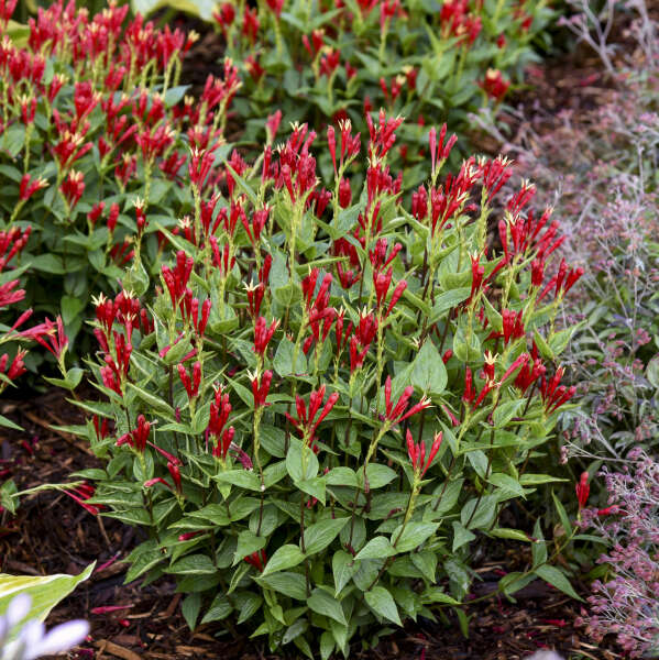 L'Apple Slices Spigelia possède des fleurs rouge bordeaux foncé très appréciées des colibris.