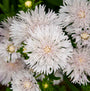 Close up of Totally Stoked™ 'Whitecaps' Stoke's Aster white flowers.