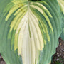 Gros plan sur une feuille d'Hosta 'Love Story' de Shadowland et ses nombreuses couleurs, allant du vert au blanc crème.