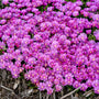 Orchid Flash Ice Plant  has light purple flowers with white centers