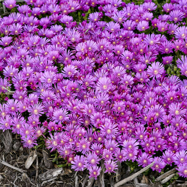 Orchid Flash Ice Plant  has light purple flowers with white centers