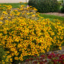 Golden Needles Tickseed in garden with sun flowers behind it and another tickseed  beside it.