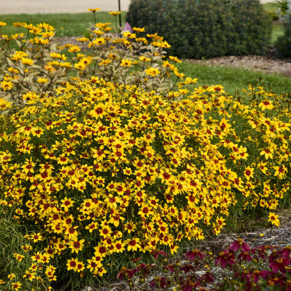Golden Needles Tickseed in garden with sun flowers behind it and another tickseed  beside it.