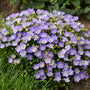 La campanule Mini Marvels™ Twilight a un joli port arrondi recouvert de fleurs violettes.