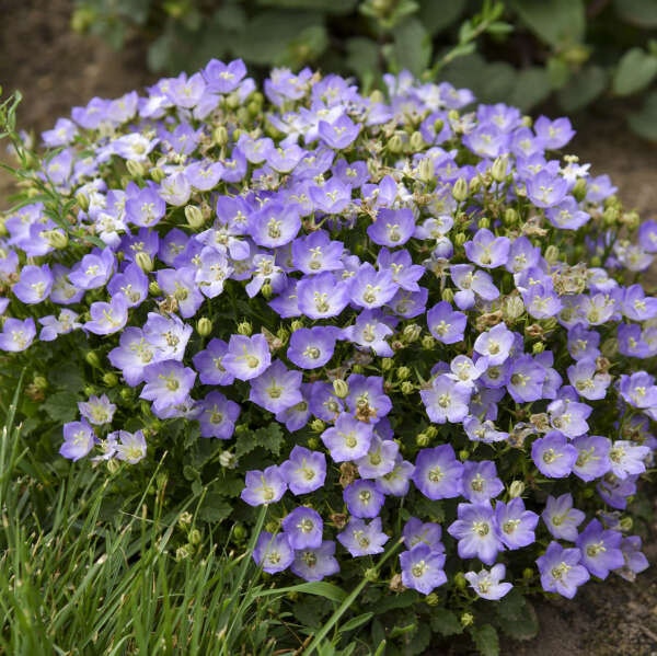 La campanule Mini Marvels™ Twilight a un joli port arrondi recouvert de fleurs violettes.