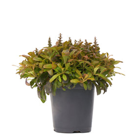 Standard 1 quart pot