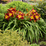 L'hémérocalle Rainbow Rhythm 'Ruby Spider', avec ses fleurs rouge foncé à cœur jaune, ne passe pas inaperçue au jardin.