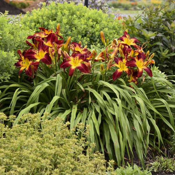 L'hémérocalle Rainbow Rhythm 'Ruby Spider', avec ses fleurs rouge foncé à cœur jaune, ne passe pas inaperçue au jardin.
