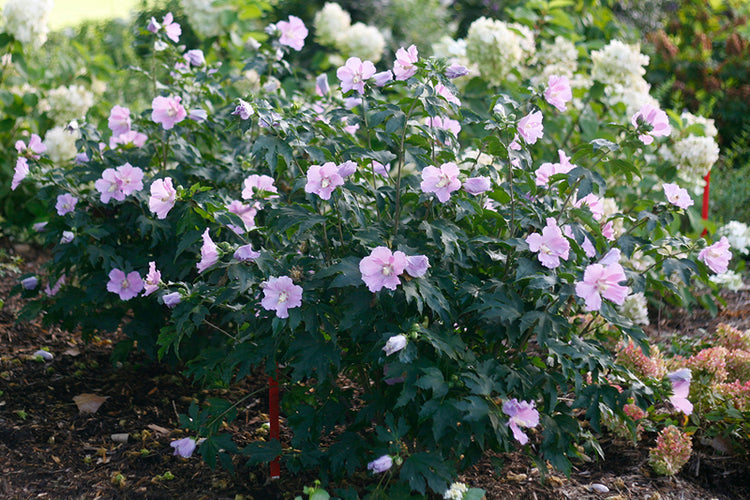 Purple Rose of Sharon