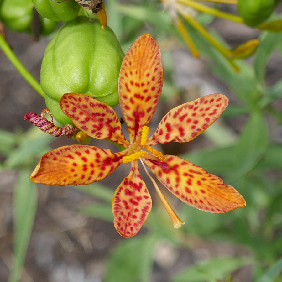 'Freckle Face' Blackberry Lily Perennials Great Garden Plants