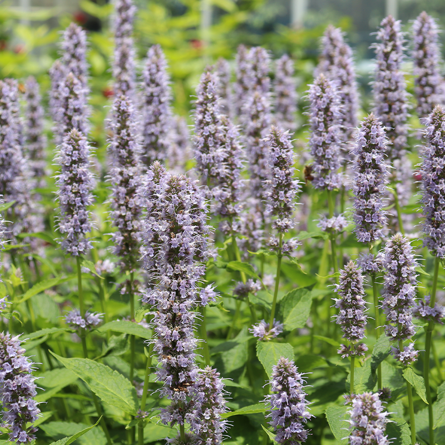 Up close image of hummingbird mint flowers