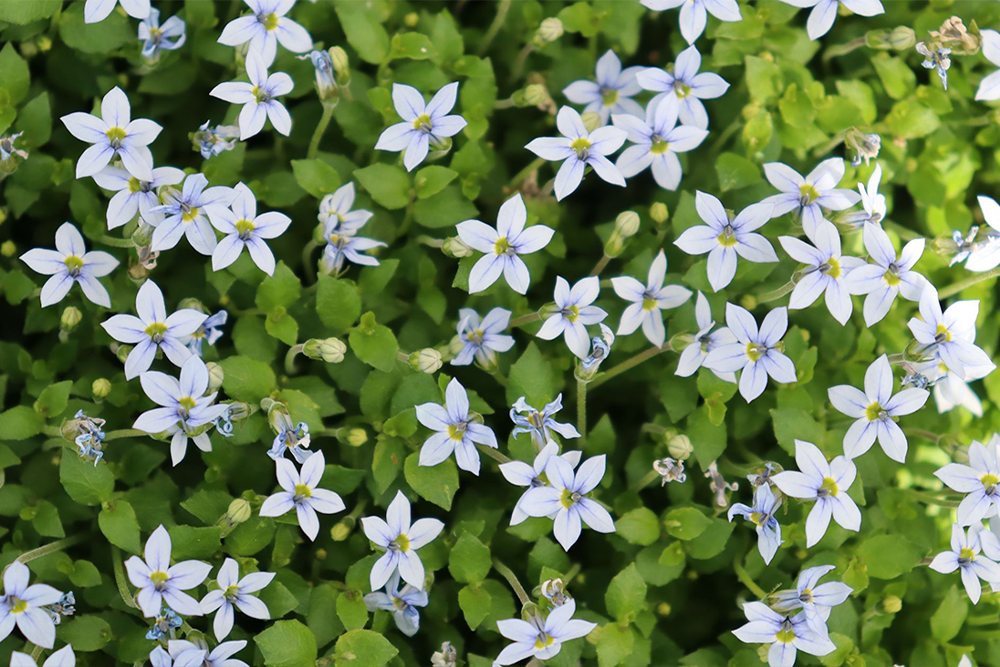 Close up image of blue star creeper flowers