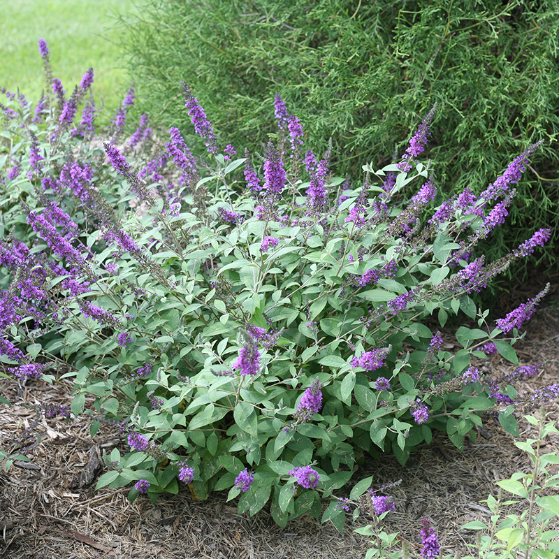 Purple butterfly bush flowers in a garden hedge