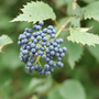 Blue Muffin® Arrowwood Viburnum has clusters of intense blue fruit