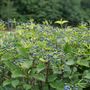 Blue Muffin® Arrowwood Viburnum's blue fruit tops glossy green leaves