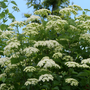Blue Muffin® Arrowwood Viburnum has crisp white flower clusters appear mid-summer and look stunning in contrast to its dark glossy green leaves.