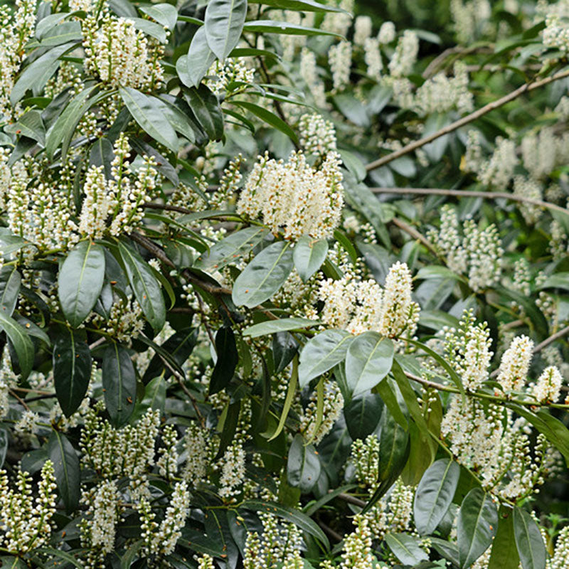 Schipka Cherry Laurel For Sale Shrubs & Trees Great Garden Plants