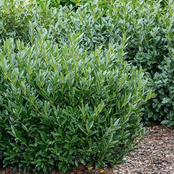Otto Luyken English Laurel For Sale | Shrubs & Trees – Great