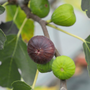 Ripe fruit on Brown Turkey Fig are produced twice a year