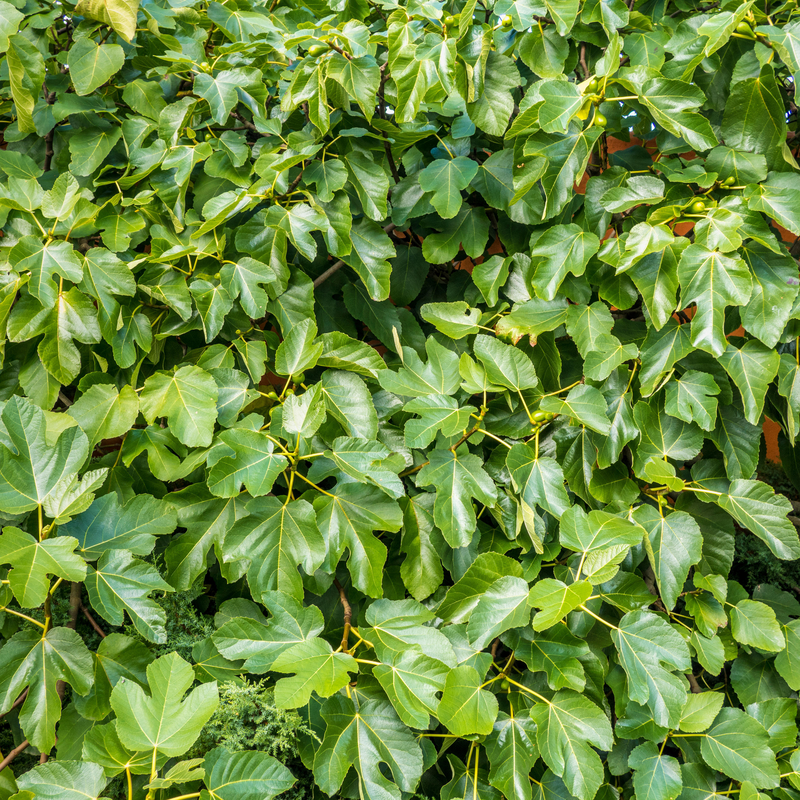 Shiny green foliage on Brown Turkey Fig make great privacy screens