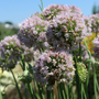 Up close image of bee on bubble bath allium flowers
