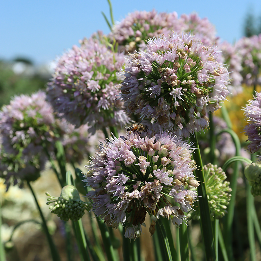 allium lavender bubbles plants 'Bubble Bath' Allium