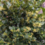 Neatball's yellow flowers