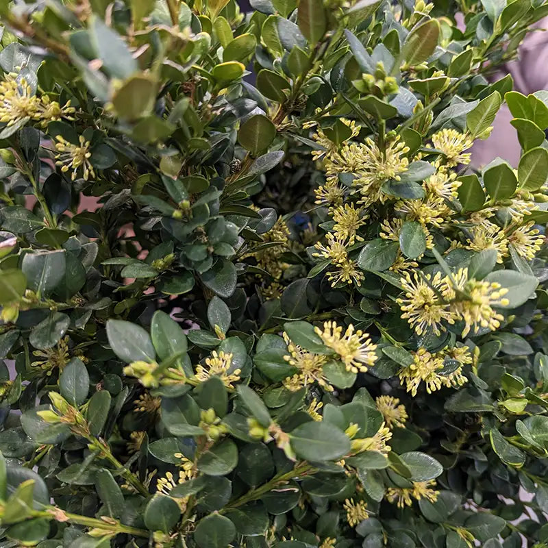 Neatball's yellow flowers