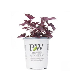 1 Quart Proven Winners Perennials