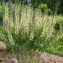 Des épis de fleurs blanc crème se ramifient à partir de tiges sombres aux feuilles vertes.