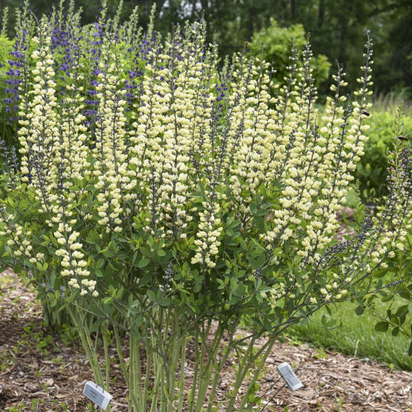 Des épis de fleurs blanc crème se ramifient à partir de tiges sombres aux feuilles vertes.