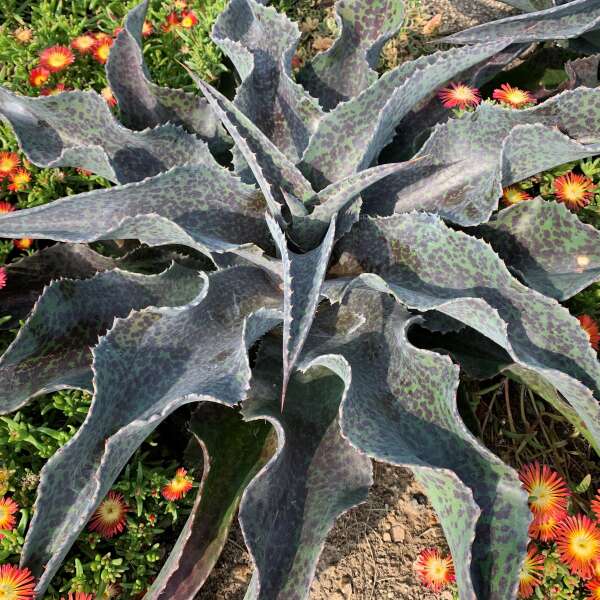 Gros plan d'une plante de manganèse