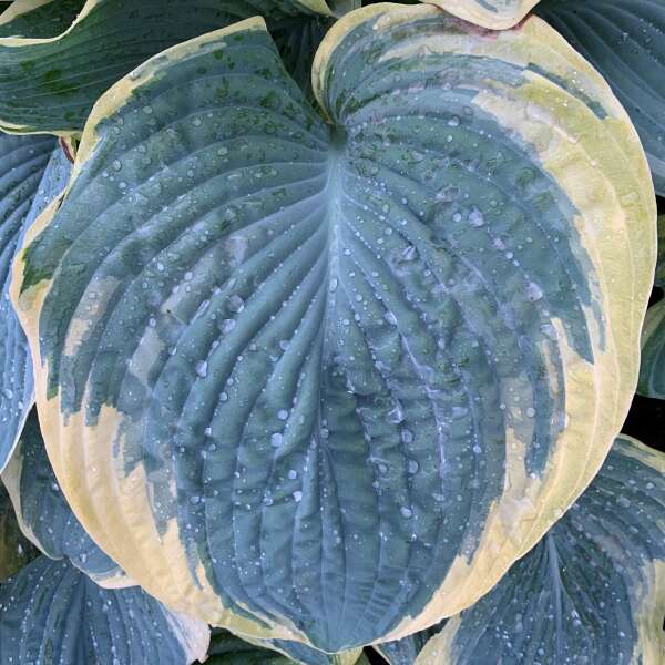 Gros plan sur une feuille d'hosta Gigantosaurus montrant un centre ondulé bleu-vert avec des marges blanc crème.