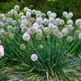 Pale lilac flowers top blue-green foliage