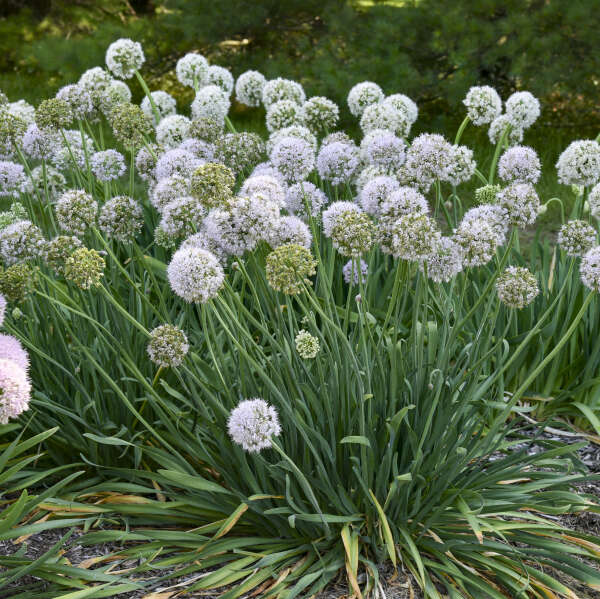 Pale lilac flowers top blue-green foliage