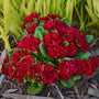Belarina Valentine Primrose has deep red flowers atop bright green foliage.