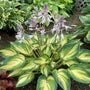 'My Fair Lady' Hosta has charming white blooms with purple hues above tri-color foliage
