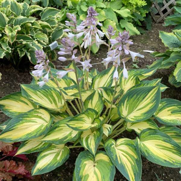 'My Fair Lady' Hosta has charming white blooms with purple hues above tri-color foliage