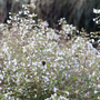 White calamint flowers with a bee feeding on the sweet nectar