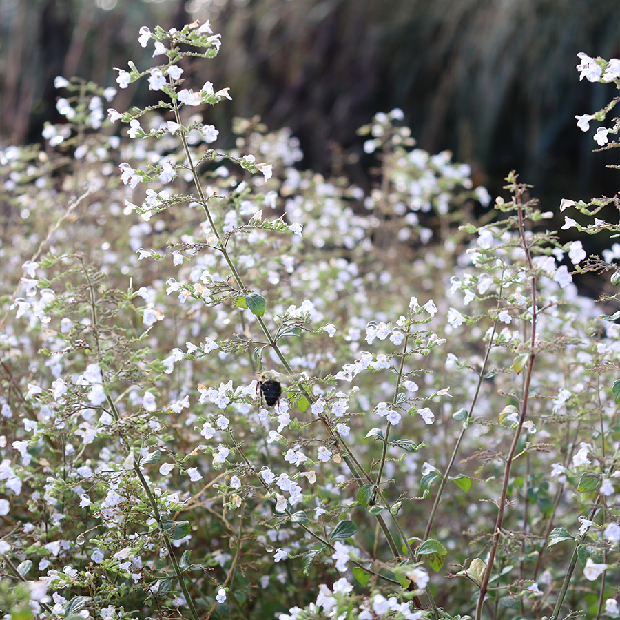 White calamint flowers with a bee feeding on the sweet nectar