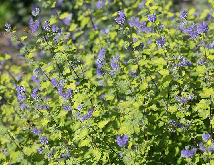 tiny purple flowers with green leaves