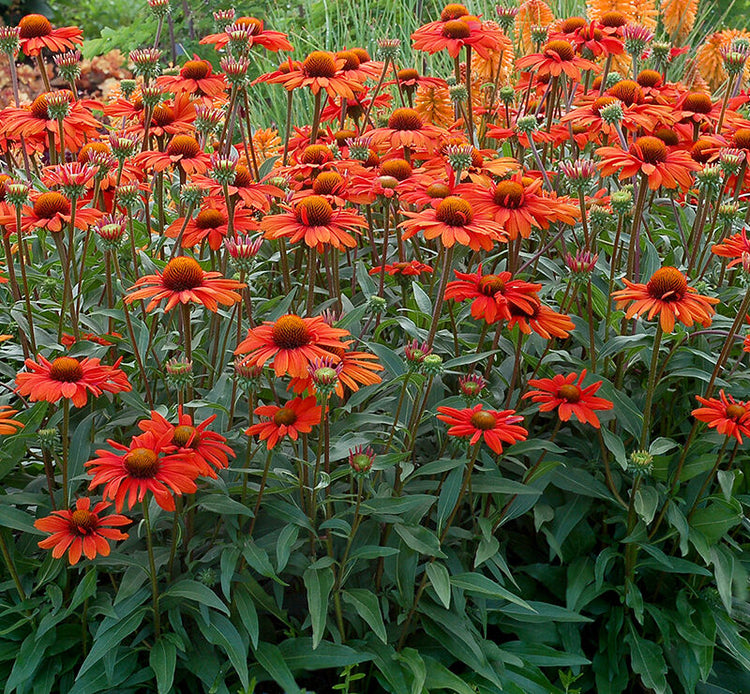 reddish orange flowers