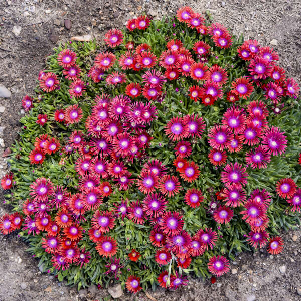 Razzle Dazzle Ice Plants have deep pink flowers with purple centers.