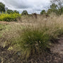 L'herbe Dropseed des prairies, décrite dans « Autant en emporte le vent », possède un feuillage vert court et des fleurs beige clair vaporeuses et aériennes.